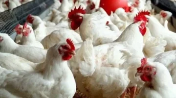 4 نوفمبر فقط.. تحديث سعر الفراخ البيضاء في مصر قبل نهاية الأسبوع